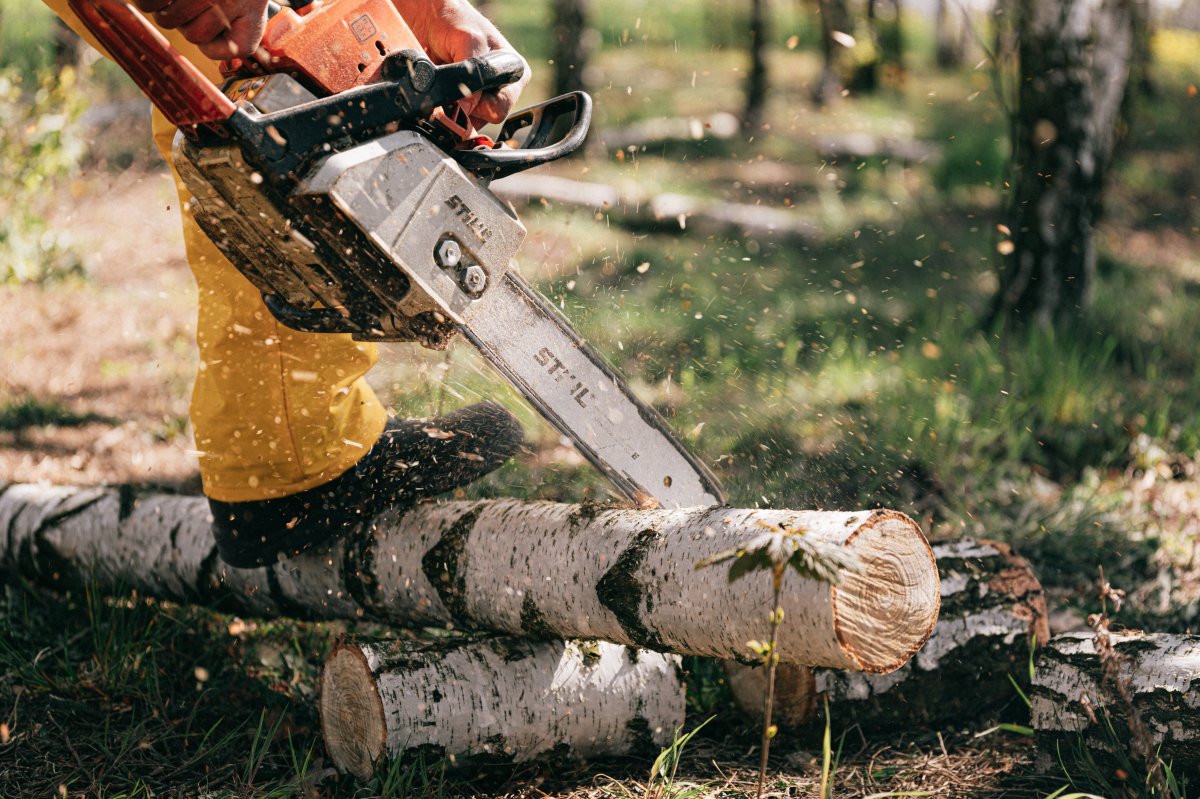 Summer or Winter Tree Removal? Which is Best?